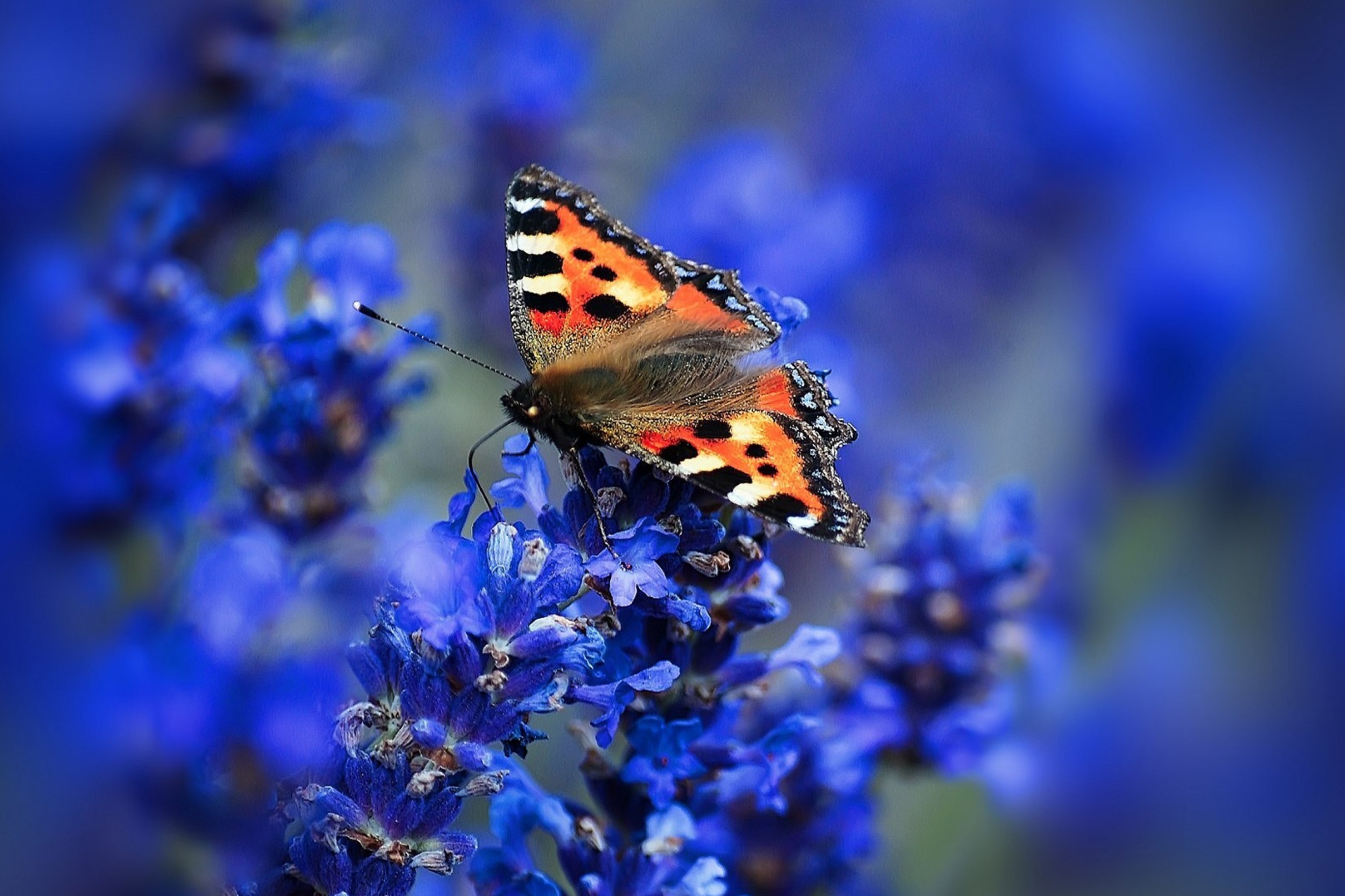 Fondo de pantalla Small tortoiseshell 2880x1920