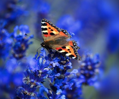 Fondo de pantalla Small tortoiseshell 480x400