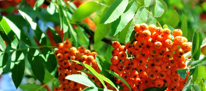 Sfondi Rowanberry 720x320