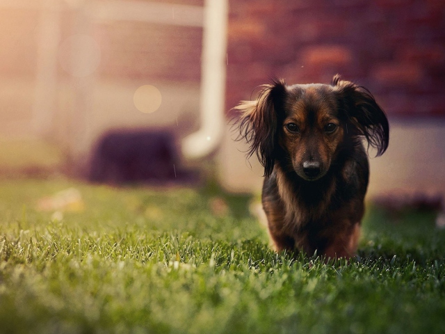 Screenshot №1 pro téma Dachshund Dog HD 640x480