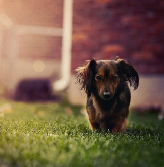 Dachshund Dog HD - Fondos de pantalla gratis para iPad mini