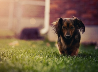 Dachshund Dog HD - Obrázkek zdarma pro Motorola DROID