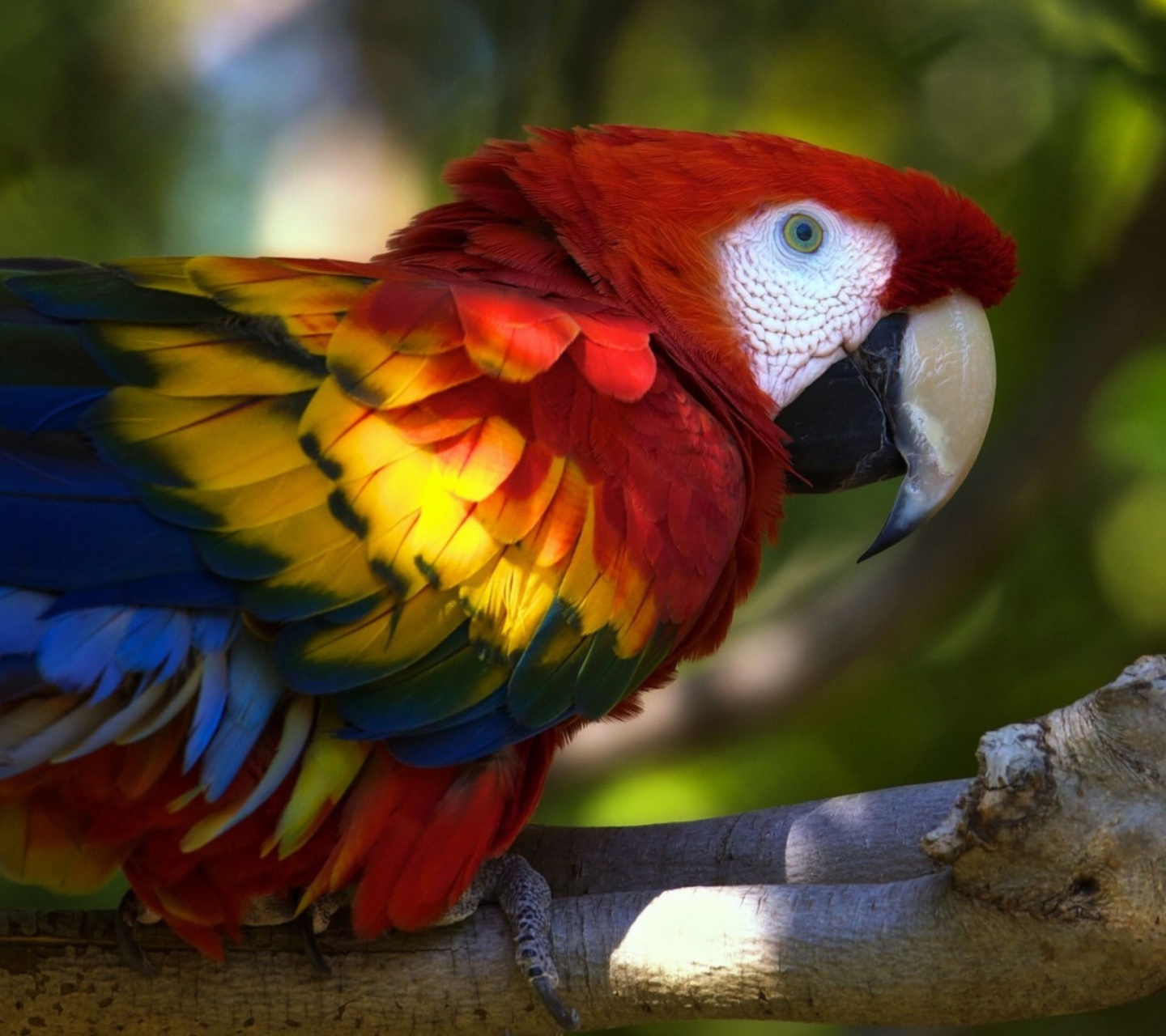 Fondo de pantalla Gorgeous Parrot 1440x1280