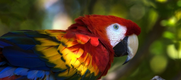 Обои Gorgeous Parrot 720x320