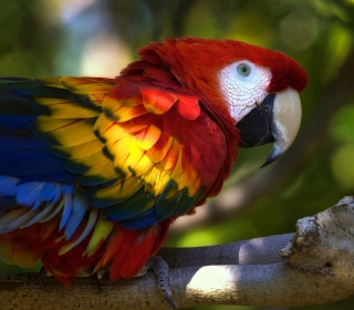 Gorgeous Parrot - Obrázkek zdarma pro iPad 3