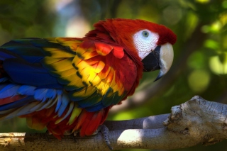 Gorgeous Parrot - Obrázkek zdarma 