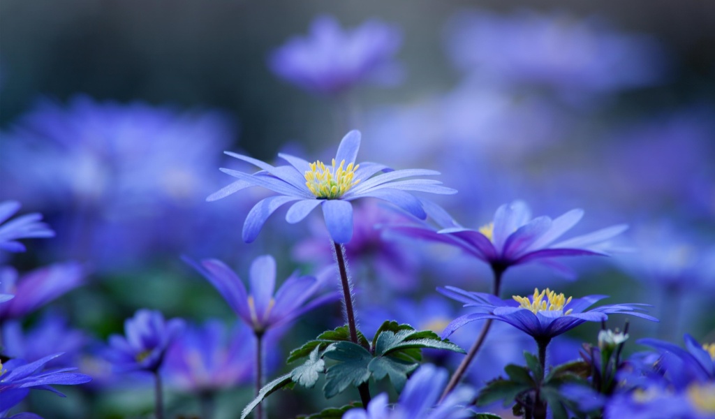 Das Blue daisy flowers Wallpaper 1024x600