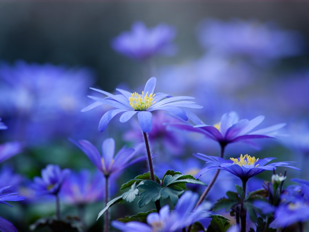 Fondo de pantalla Blue daisy flowers 1024x768