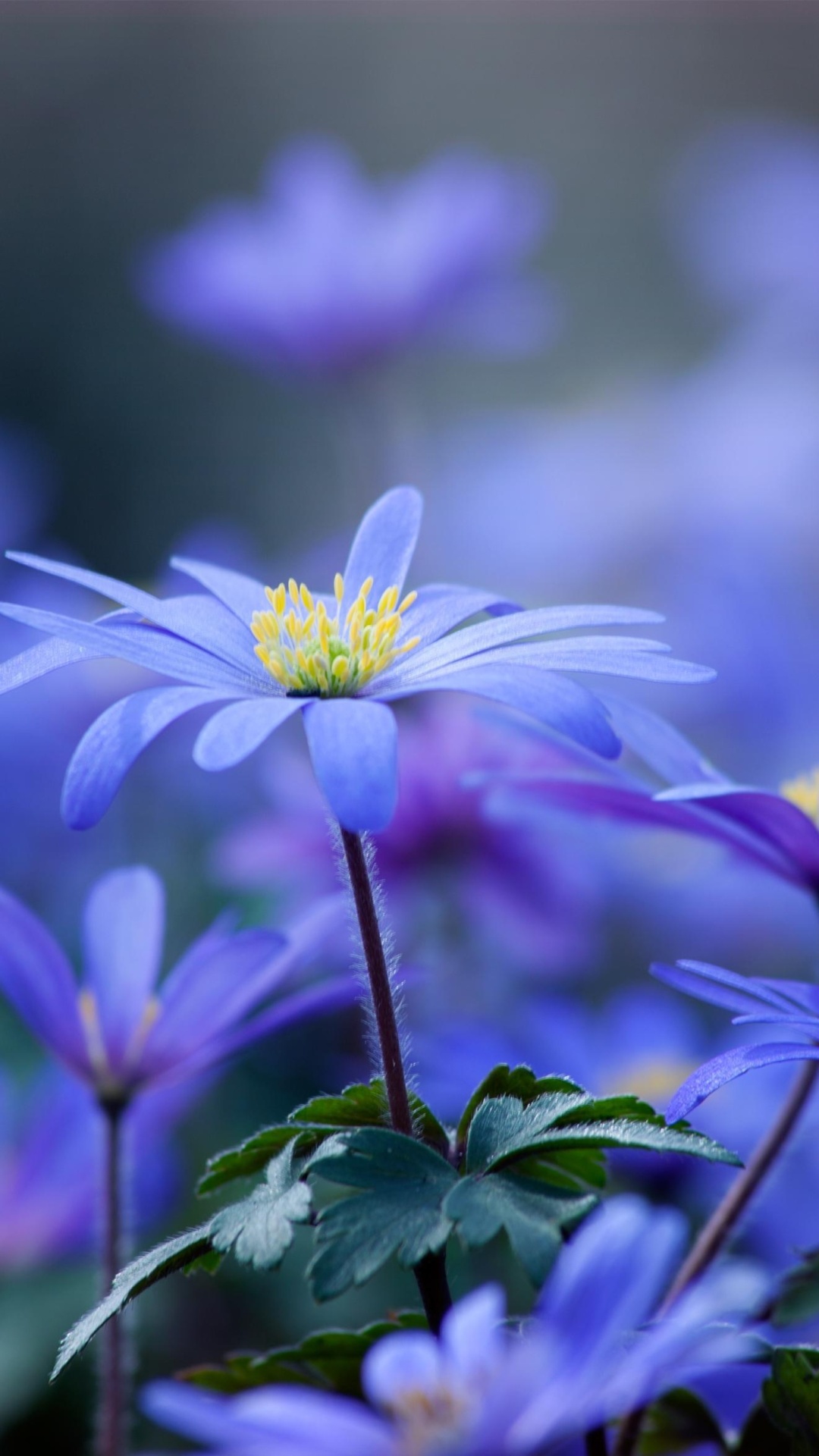 Обои Blue daisy flowers 1080x1920