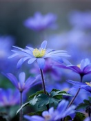 Screenshot №1 pro téma Blue daisy flowers 132x176