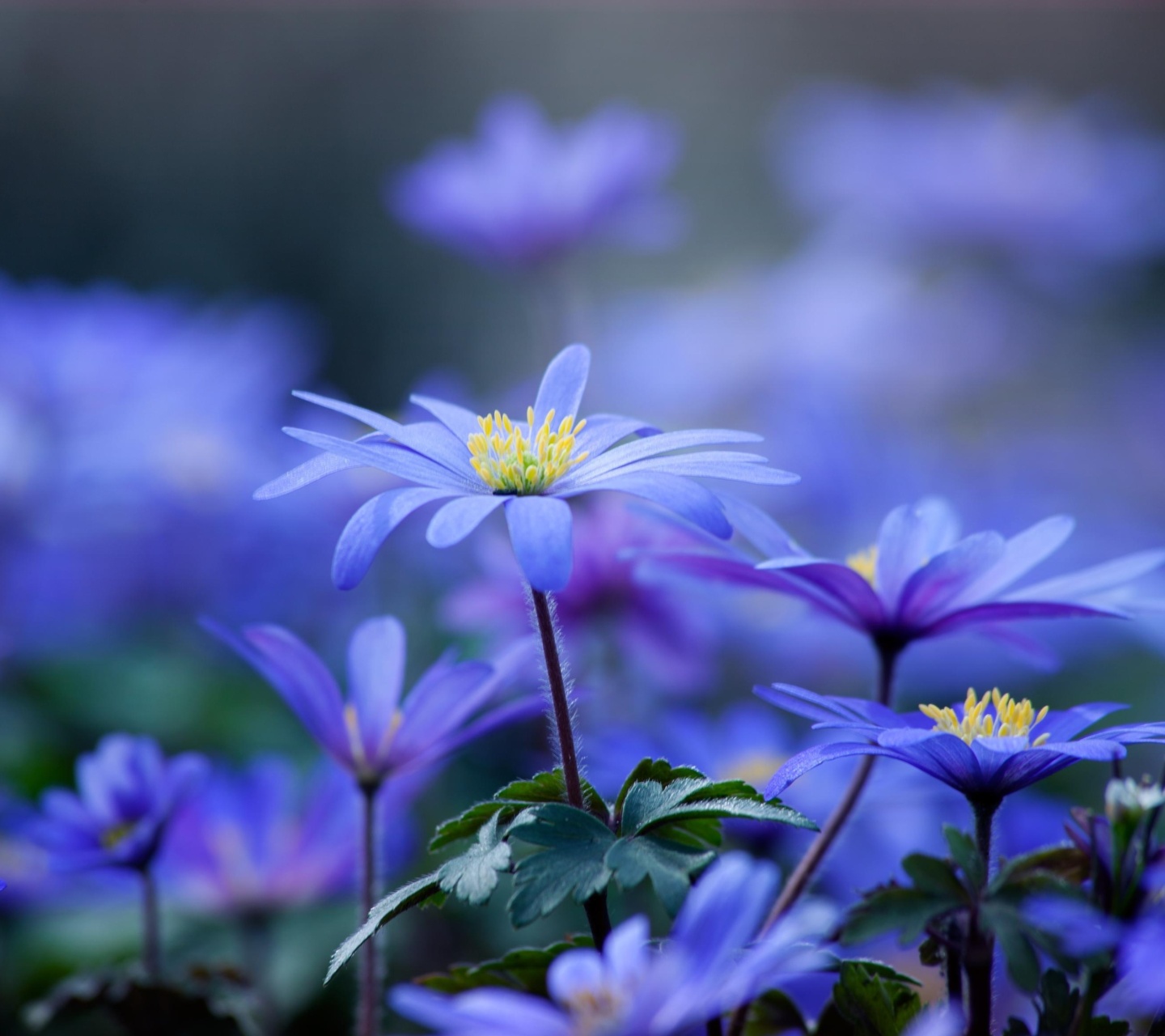 Blue daisy flowers wallpaper 1440x1280