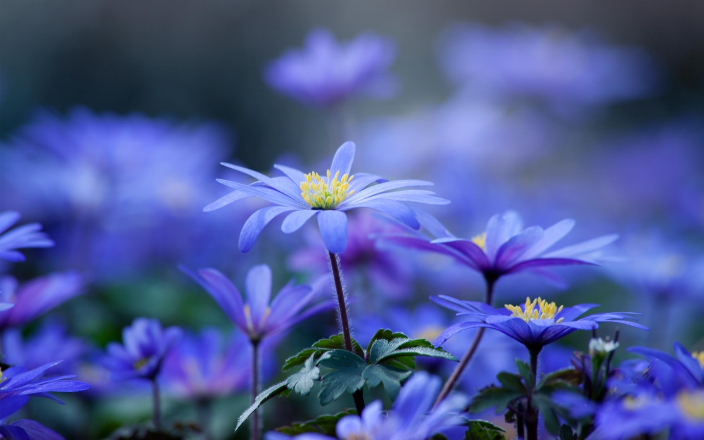 Fondo de pantalla Blue daisy flowers 1440x900