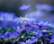 Fondo de pantalla Blue daisy flowers 176x144