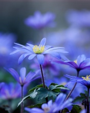 Das Blue daisy flowers Wallpaper 176x220