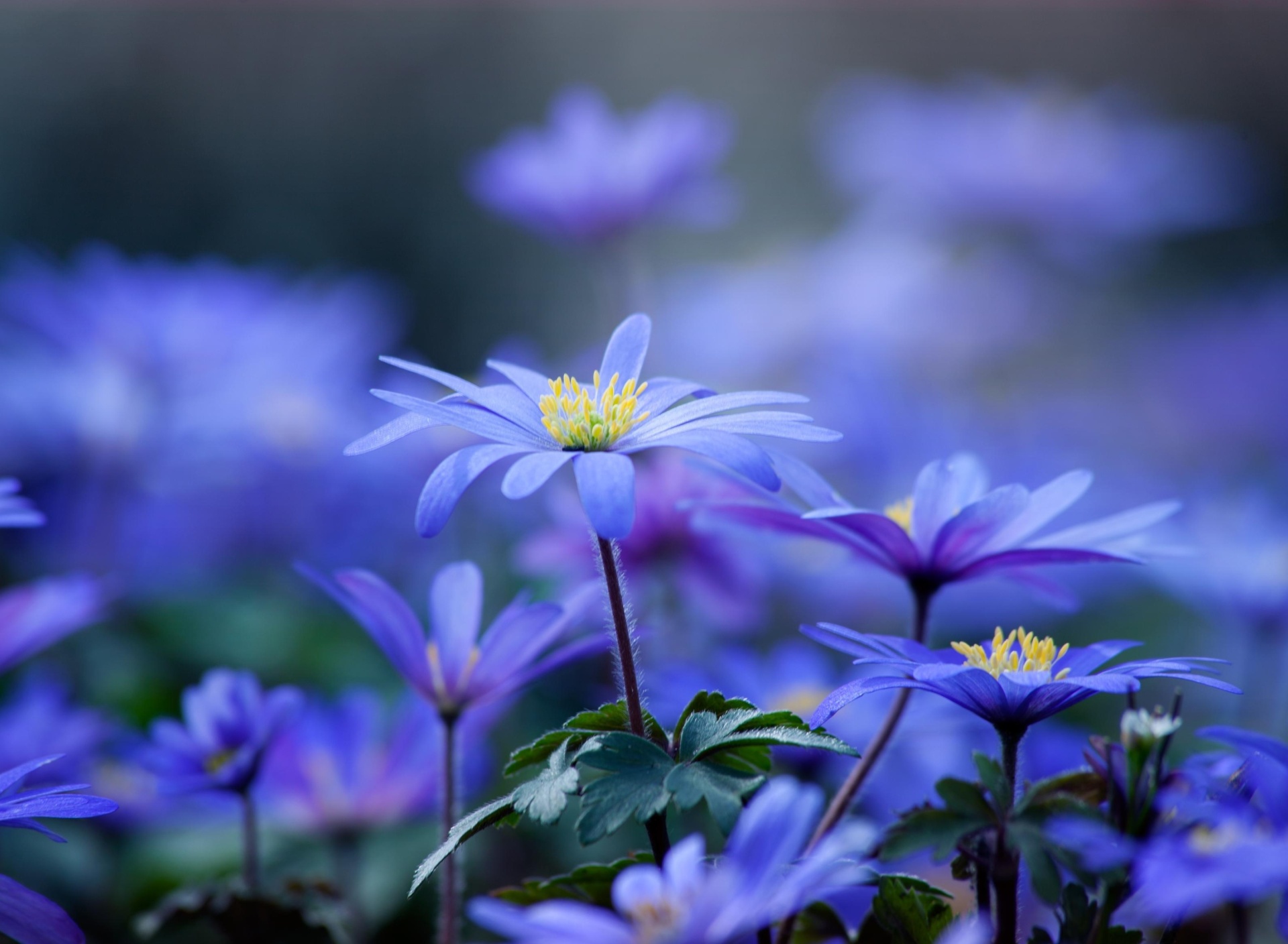 Blue daisy flowers wallpaper 1920x1408