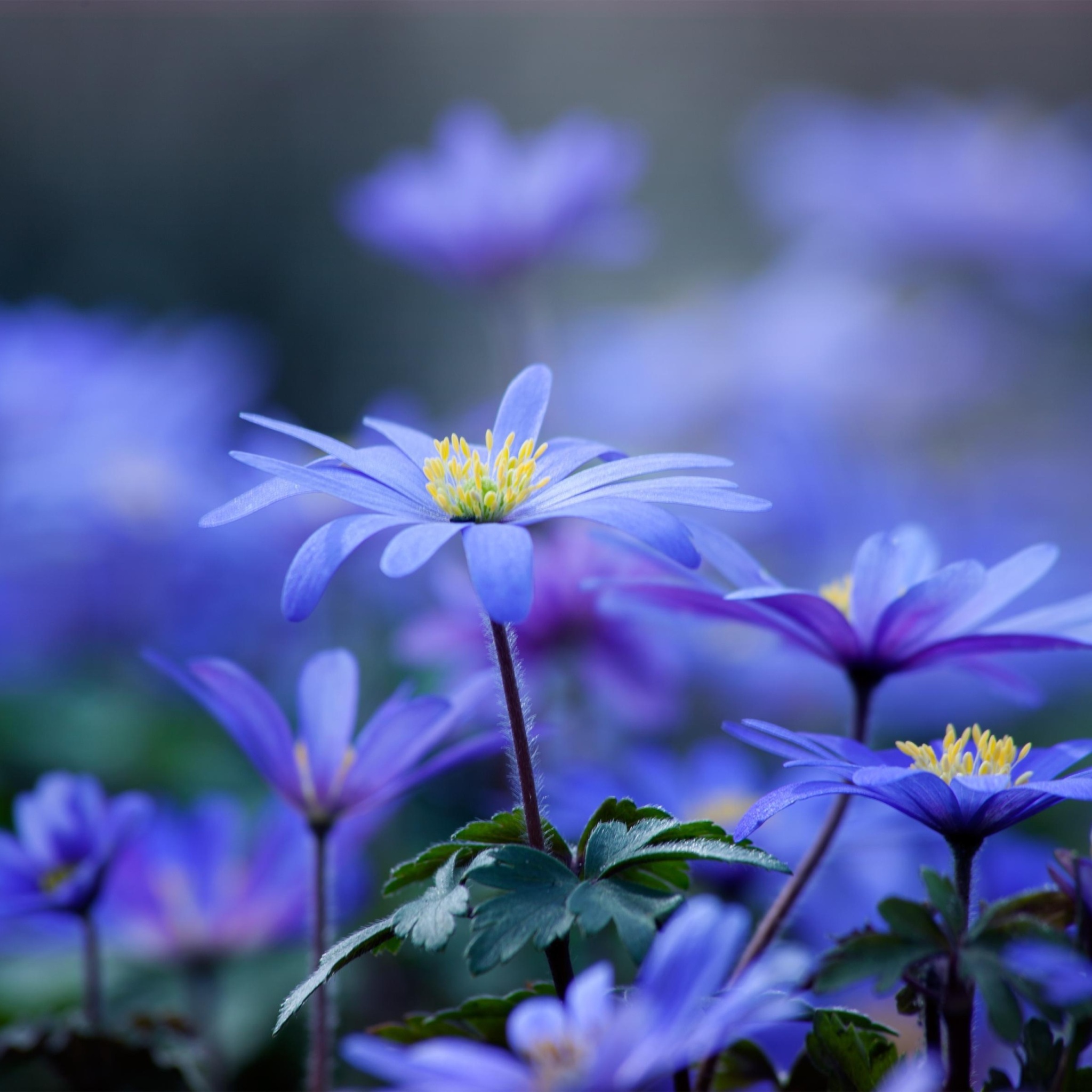 Das Blue daisy flowers Wallpaper 2048x2048