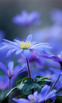 Blue daisy flowers screenshot #1 240x400