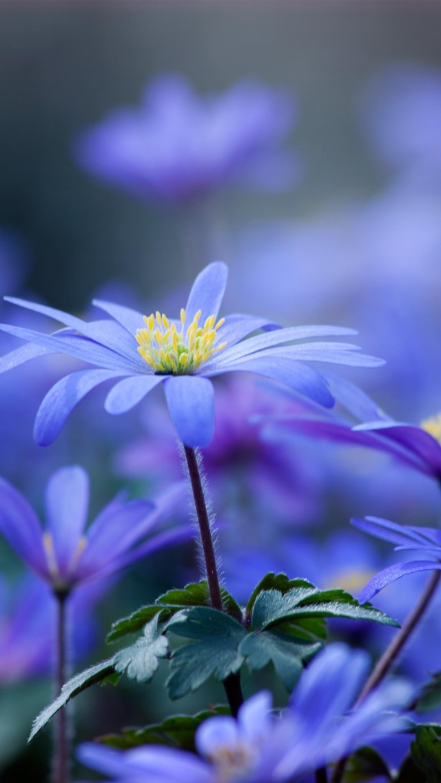 Fondo de pantalla Blue daisy flowers 640x1136