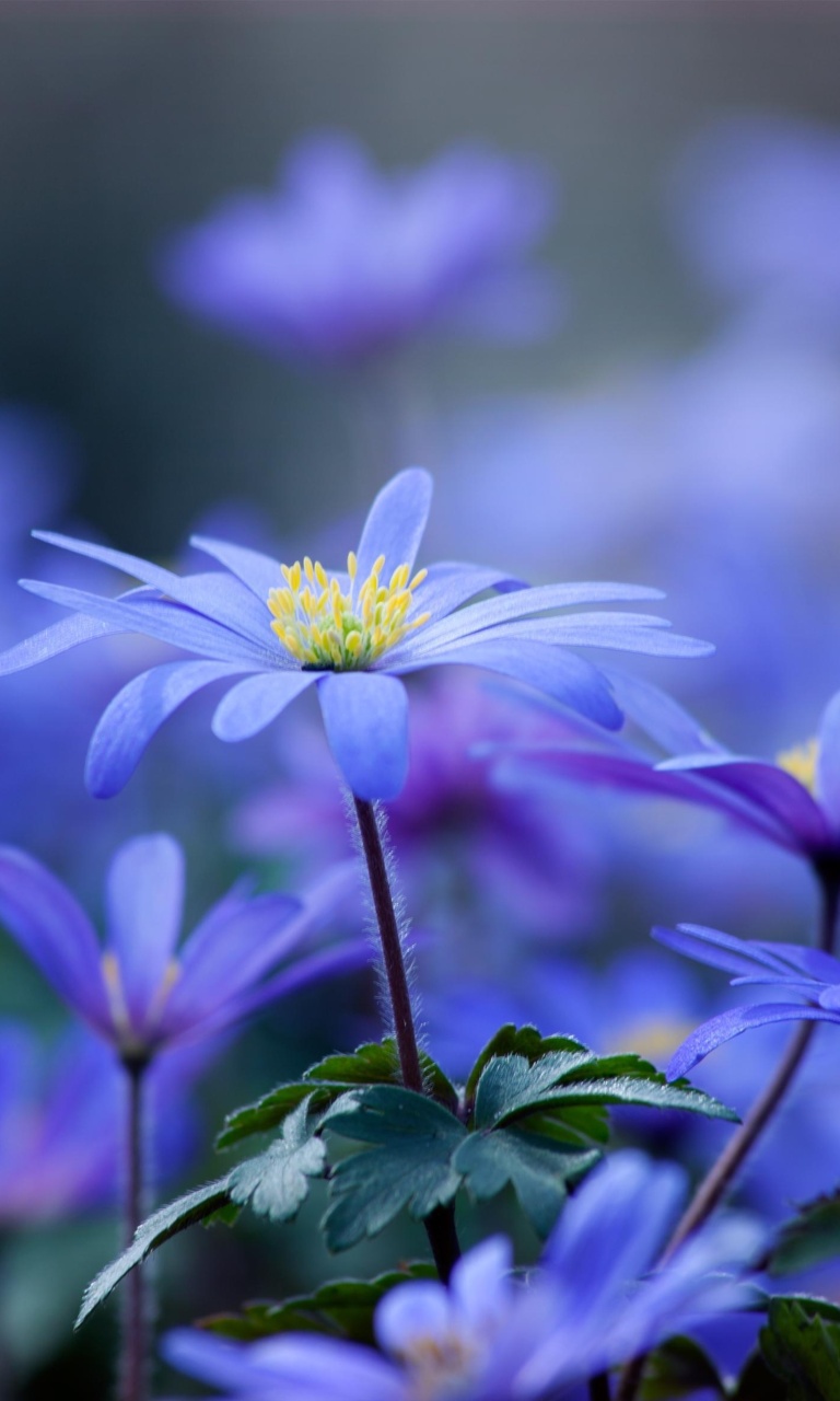 Blue daisy flowers wallpaper 768x1280