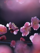 Screenshot №1 pro téma Pink Blossom Flowers 132x176