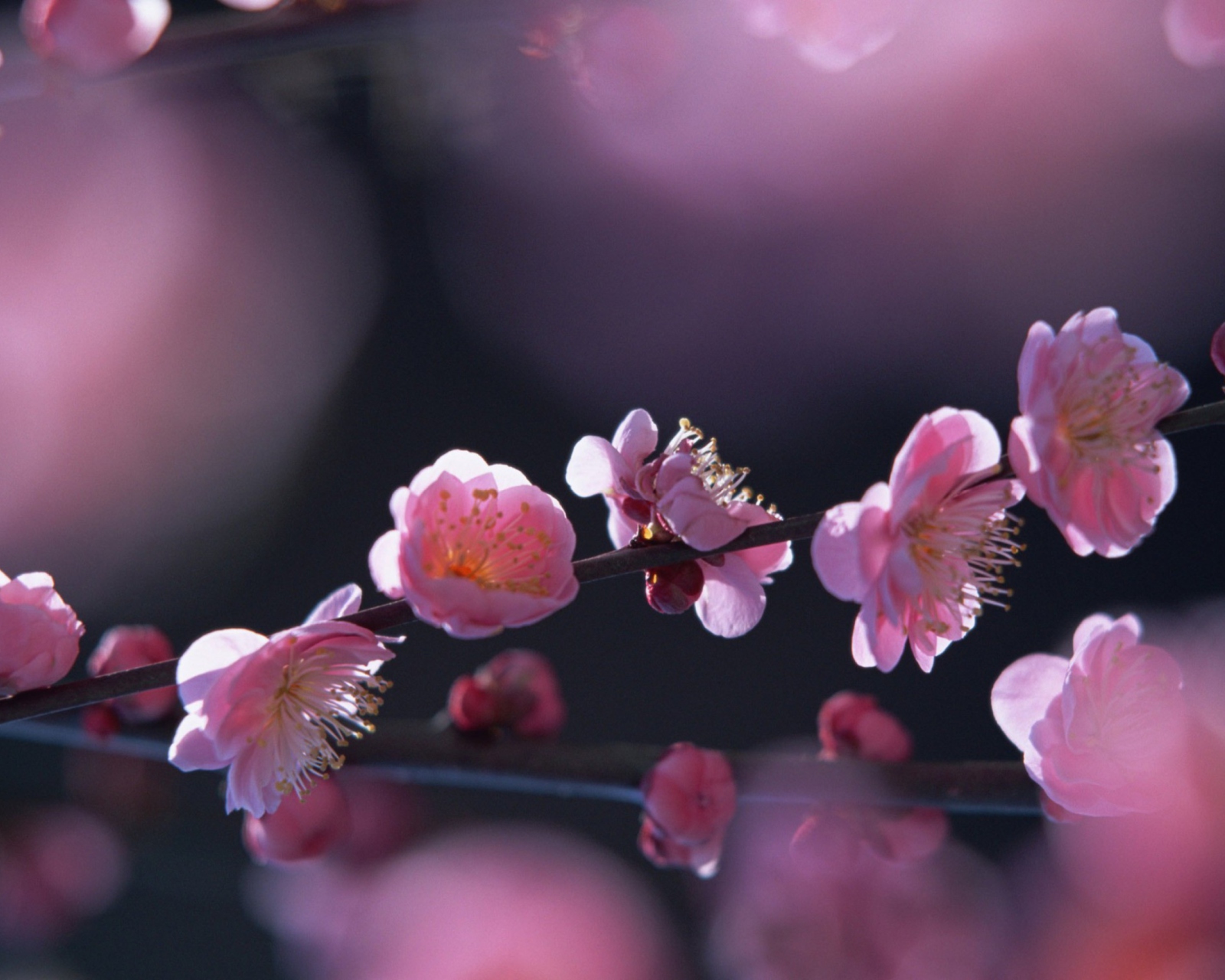 Das Pink Blossom Flowers Wallpaper 1600x1280