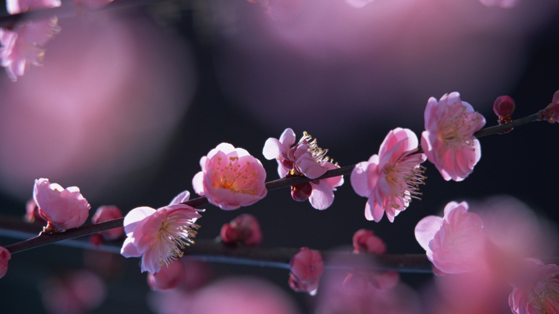Screenshot №1 pro téma Pink Blossom Flowers 1920x1080