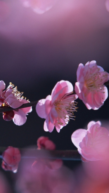 Screenshot №1 pro téma Pink Blossom Flowers 360x640