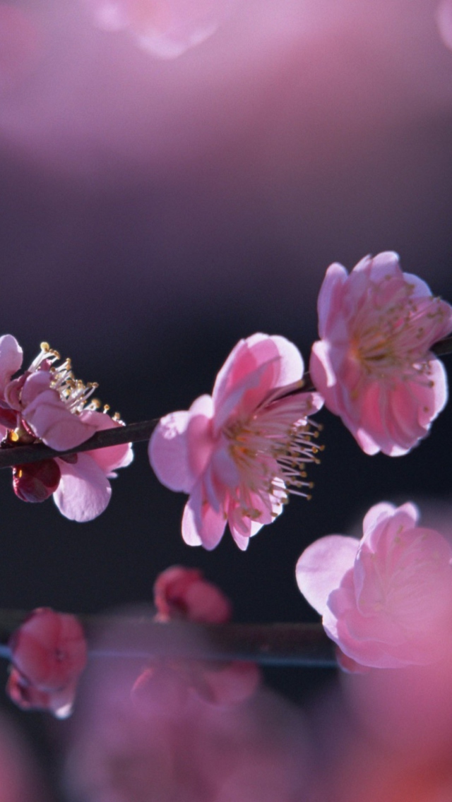 Fondo de pantalla Pink Blossom Flowers 640x1136