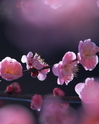 Pink Blossom Flowers - Obrázkek zdarma pro 132x176