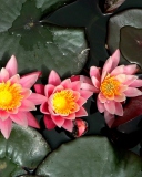 Pink Waterlily wallpaper 128x160