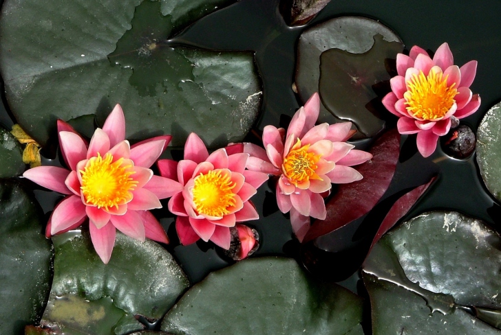 Screenshot №1 pro téma Pink Waterlily