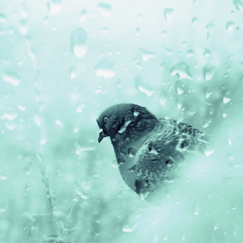 Screenshot №1 pro téma Pigeon In Rain Drops 1024x1024