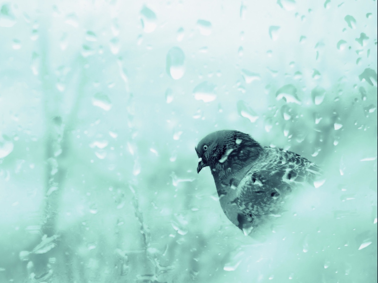 Screenshot №1 pro téma Pigeon In Rain Drops 1280x960