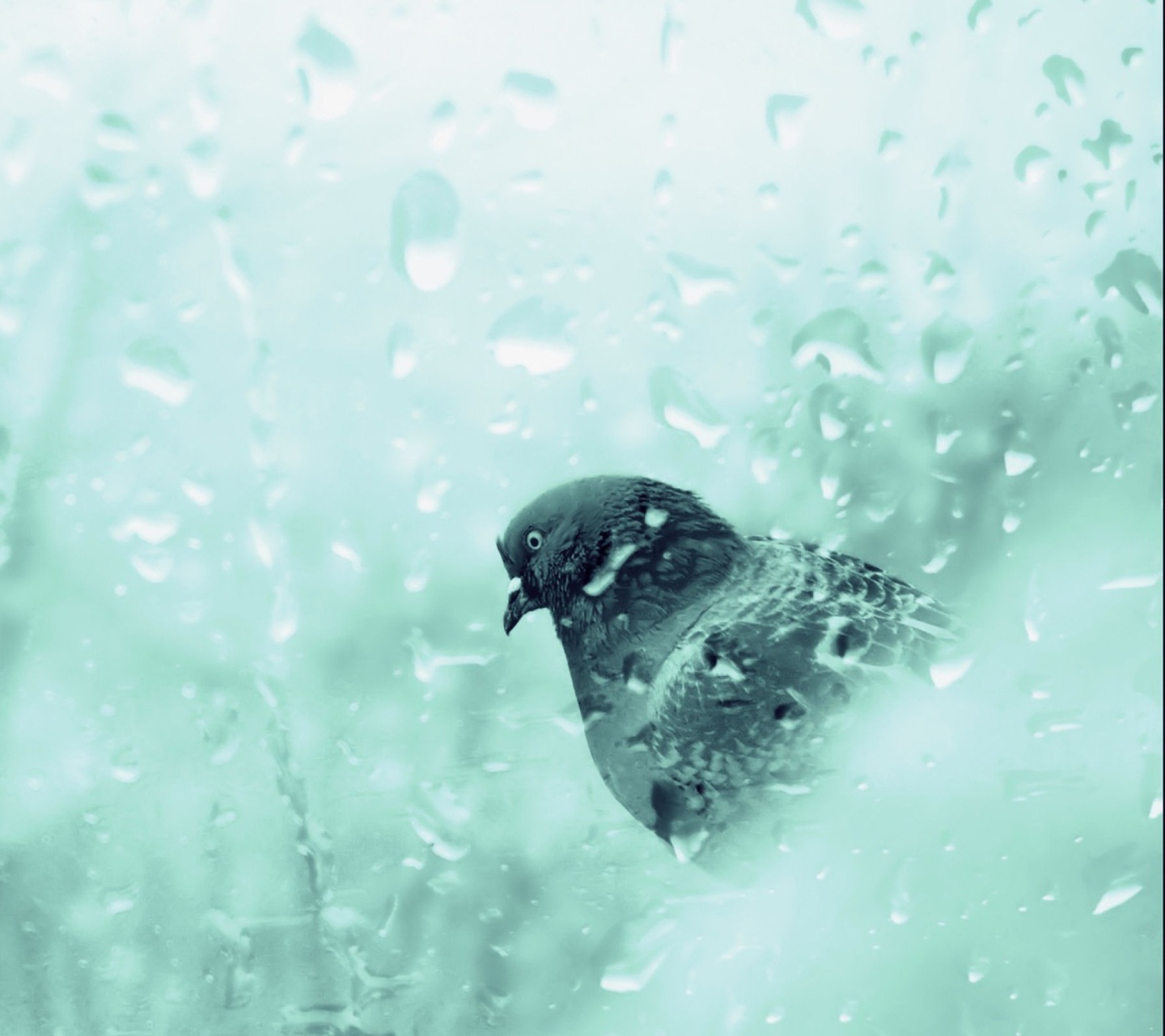 Screenshot №1 pro téma Pigeon In Rain Drops 1440x1280