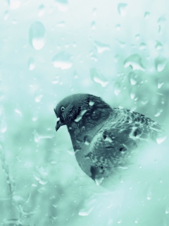 Pigeon In Rain Drops wallpaper 240x320