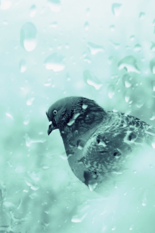 Fondo de pantalla Pigeon In Rain Drops 320x480