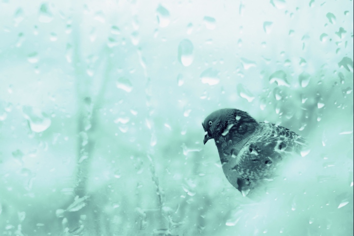 Обои Pigeon In Rain Drops