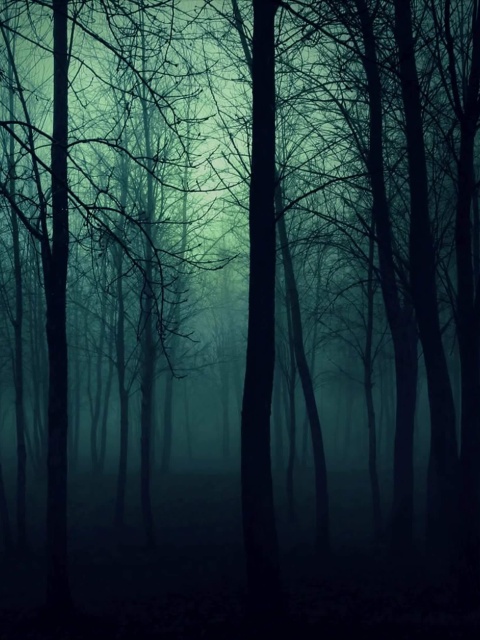 Dark Woods screenshot #1 480x640