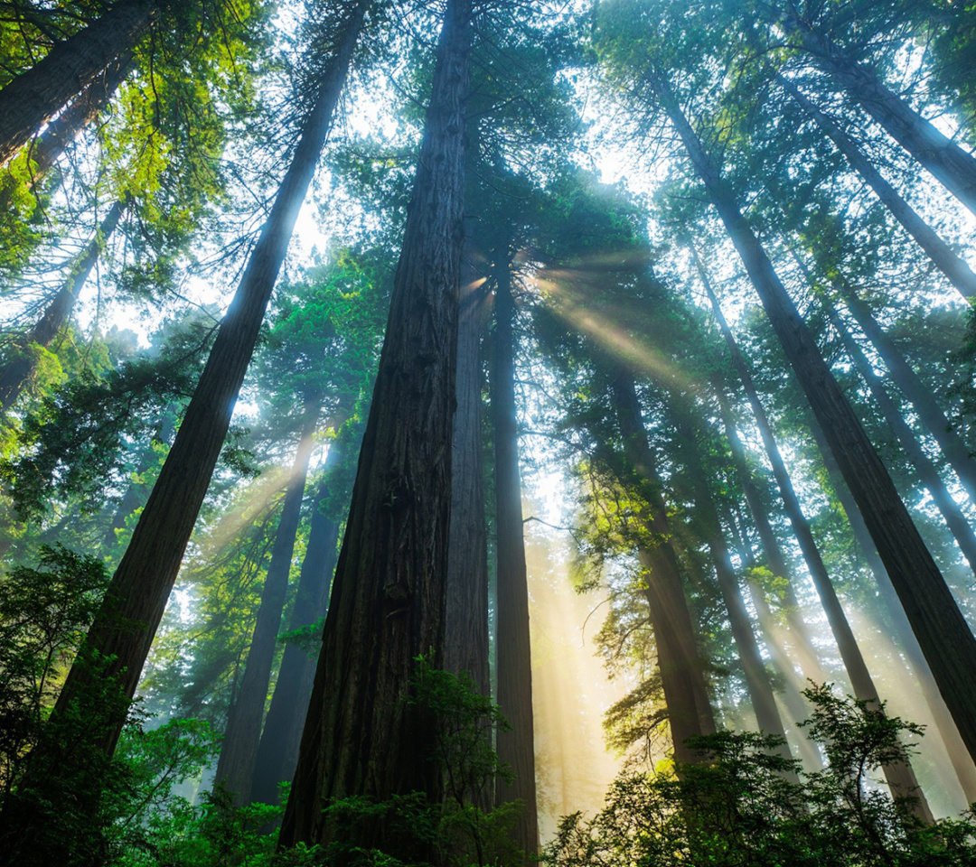 Обои Trees in Sequoia National Park 1080x960