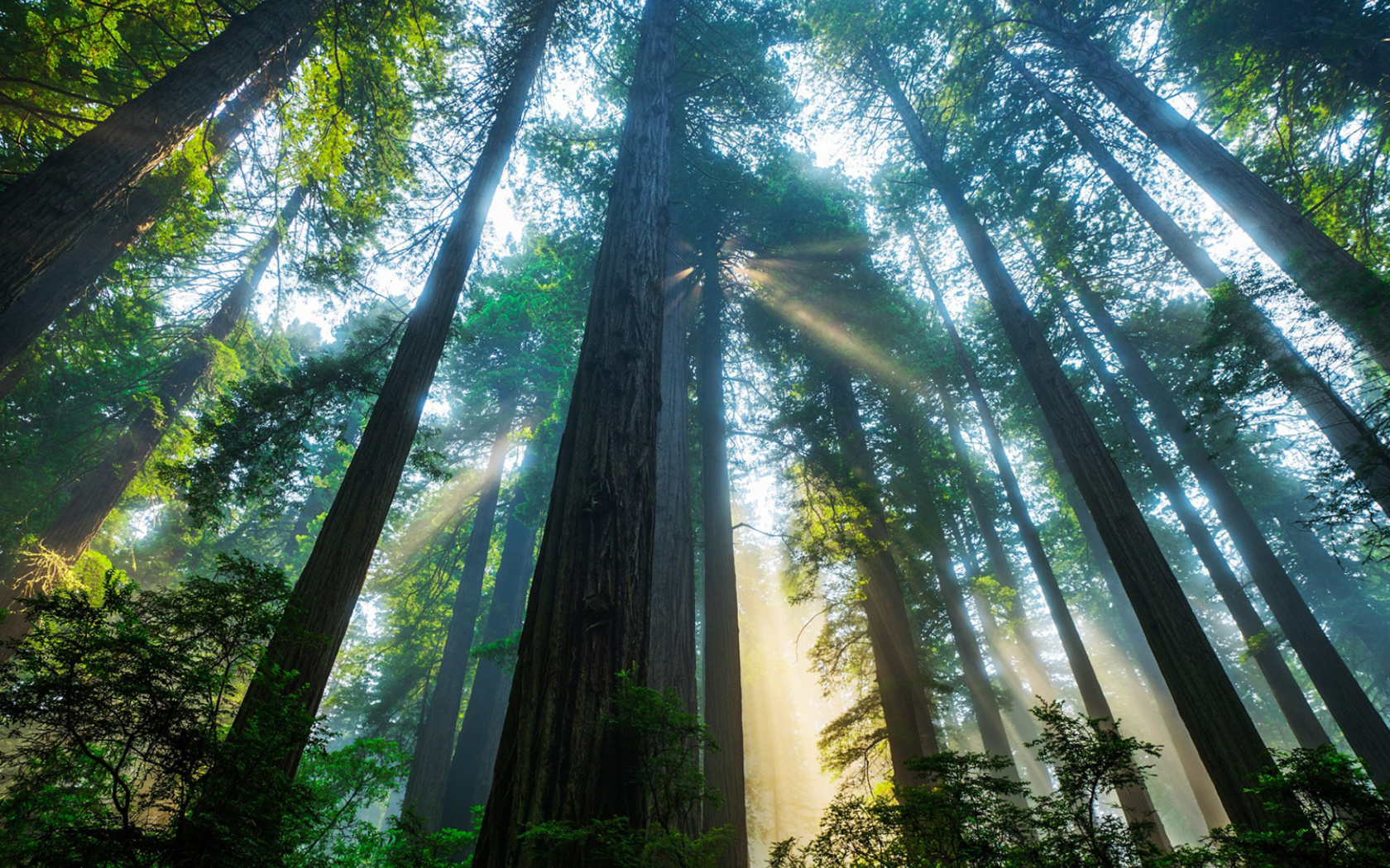 Fondo de pantalla Trees in Sequoia National Park 1680x1050