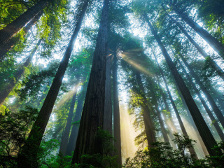 Das Trees in Sequoia National Park Wallpaper 320x240