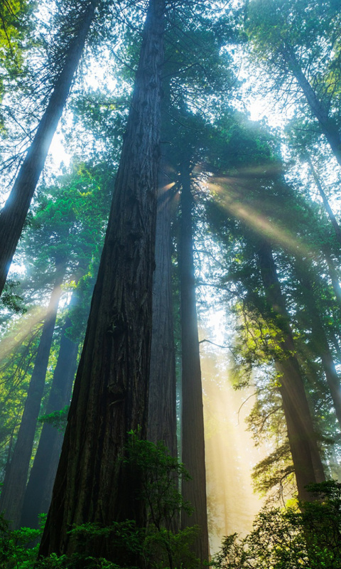 Sfondi Trees in Sequoia National Park 480x800