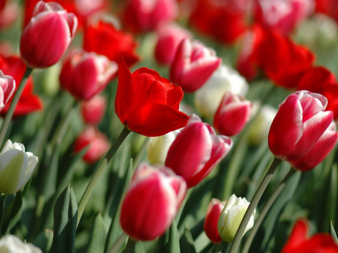 Обои Red Tulips 1152x864