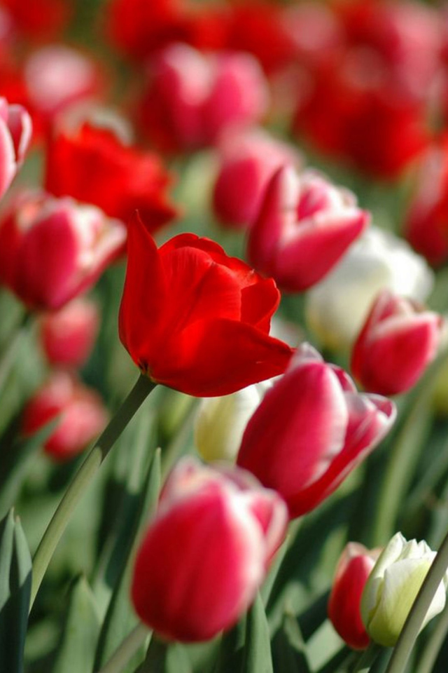 Red Tulips wallpaper 640x960