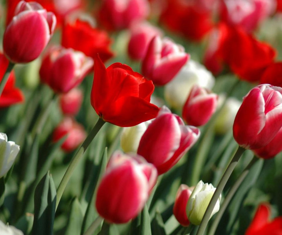 Red Tulips screenshot #1 960x800