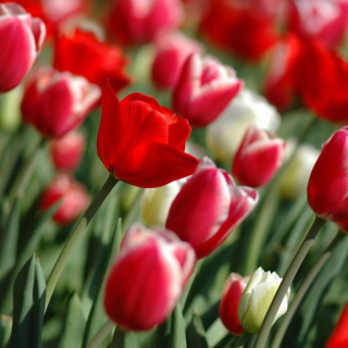 Kostenloses Red Tulips Wallpaper für iPad