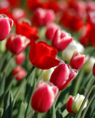 Red Tulips - Obrázkek zdarma pro Nokia C5-03