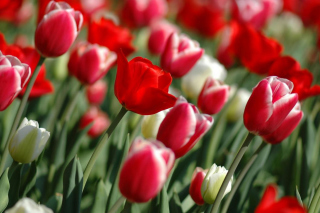 Red Tulips - Obrázkek zdarma pro Desktop 1920x1080 Full HD