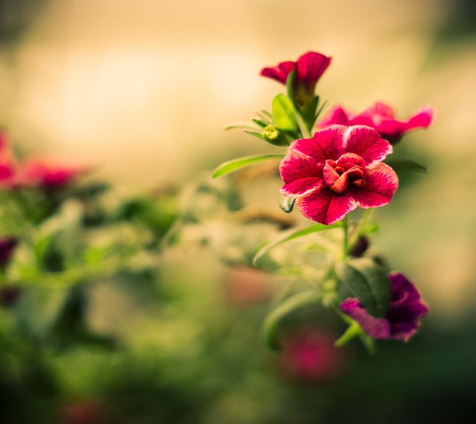 Das Macro Spring Flower HD Wallpaper 960x854