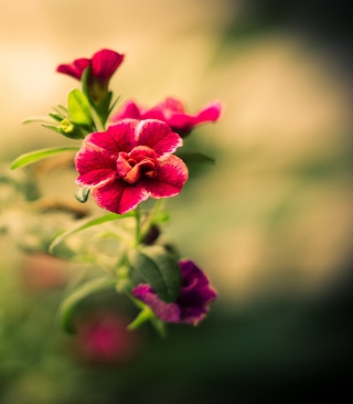 Macro Spring Flower HD - Obrázkek zdarma pro Nokia Asha 310